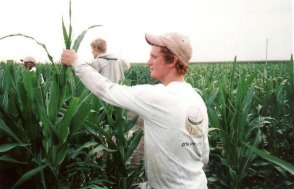How can you get a corn detasseling job?